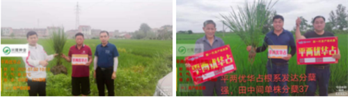 平兩優華占我們在行動，你還在等什么？