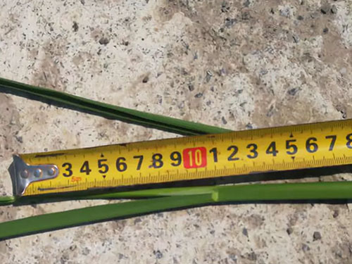 湖南興隆種業有限公司,長沙稻谷種植與銷售,長沙農作物品種的選育,長沙農業病蟲害防治服務 湖南興隆種業有限公司,長沙稻谷種植與銷售,長沙農作物品種的選育,長沙農業病蟲害防治服務