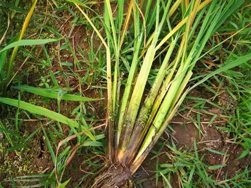 湖南興隆種業(yè)有限公司,長沙稻谷種植與銷售,長沙農(nóng)作物品種的選育,長沙農(nóng)業(yè)病蟲害防治服務(wù) 湖南興隆種業(yè)有限公司,長沙稻谷種植與銷售,長沙農(nóng)作物品種的選育,長沙農(nóng)業(yè)病蟲害防治服務(wù)