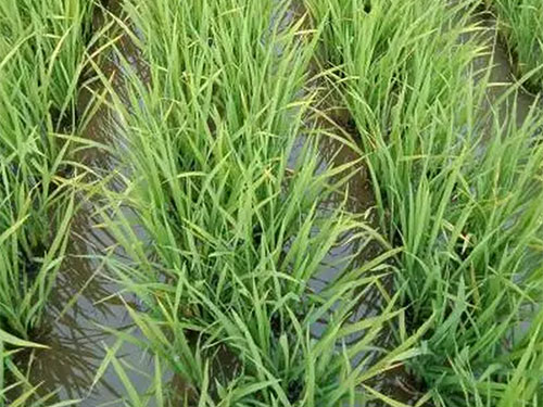 湖南興隆種業(yè)有限公司,長沙稻谷種植與銷售,長沙農(nóng)作物品種的選育,長沙農(nóng)業(yè)病蟲害防治服務(wù) 湖南興隆種業(yè)有限公司,長沙稻谷種植與銷售,長沙農(nóng)作物品種的選育,長沙農(nóng)業(yè)病蟲害防治服務(wù)