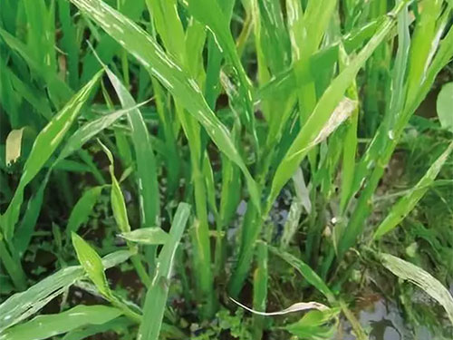 湖南興隆種業有限公司,長沙稻谷種植與銷售,長沙農作物品種的選育,長沙農業病蟲害防治服務