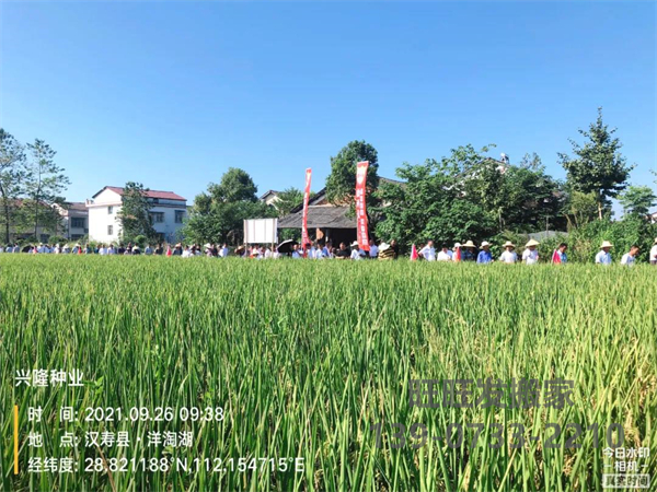 湖南興隆種業(yè)有限公司,長沙稻谷種植與銷售,長沙農作物品種的選育,長沙農業(yè)病蟲害防治服務