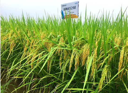 湖南興隆種業(yè)有限公司,長沙稻谷種植與銷售,長沙農作物品種的選育,長沙農業(yè)病蟲害防治服務