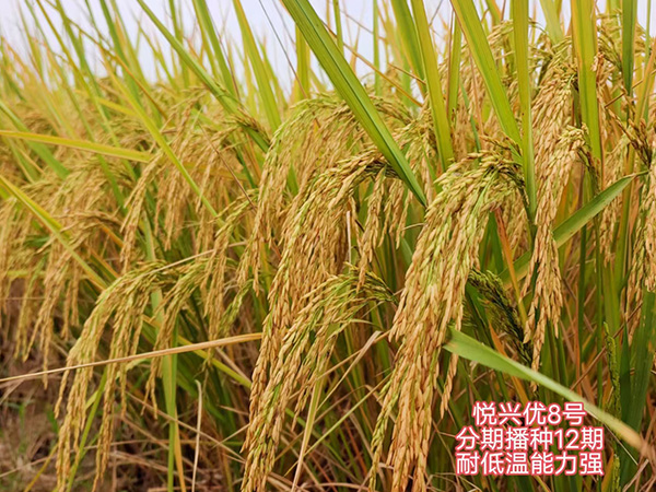 湖南興隆種業(yè)有限公司,長沙稻谷種植與銷售,長沙農(nóng)作物品種的選育,長沙農(nóng)業(yè)病蟲害防治服務